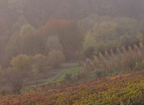autunno  in monferrato